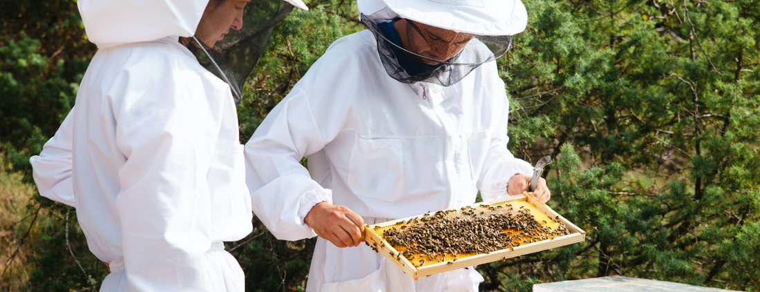 麥盧卡蜂蜜是生蜂蜜嗎？完整指南 - 養蜂人