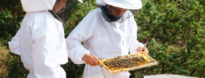 麥盧卡蜂蜜是生蜂蜜嗎？完整指南 - 養蜂人